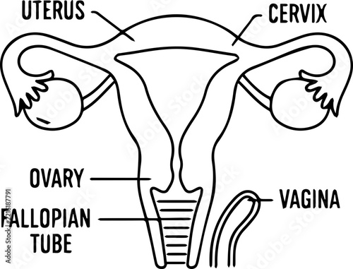 An illustration showing the female reproductive system, including the uterus, cervix, ovaries, fallopian tubes, and vagina, with clear labels for each part