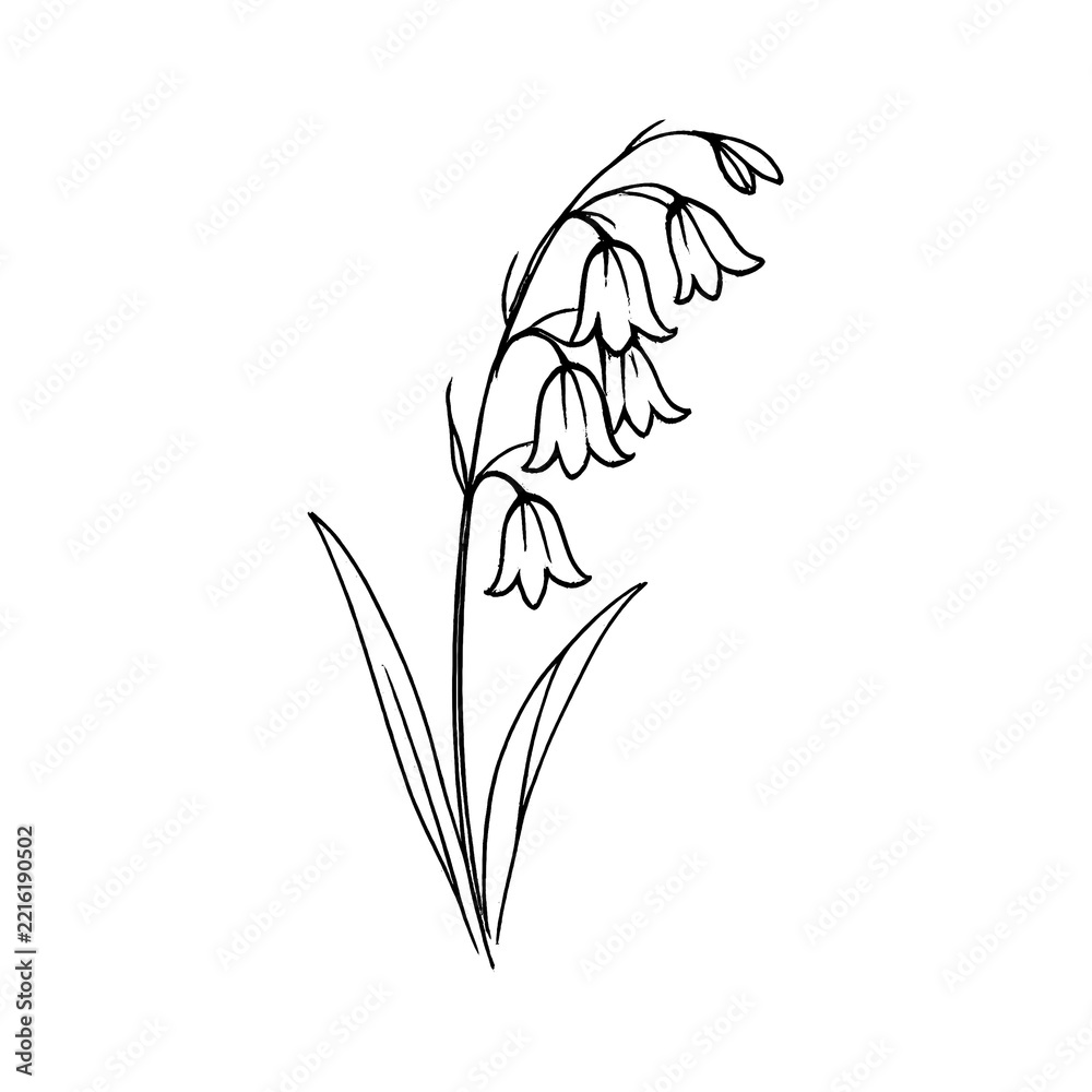 Fototapeta premium PNG Minimalist floral line art