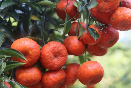 Ripe mandarin orange (Citrus reticulata) fruits hanging from a citrus tree among green leaves. Mandarin is a small, rounded citrus fruit known for its bright orange color, sweet flavor