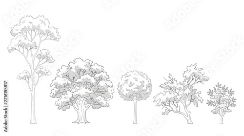 Set of five different types of deciduous trees with various shapes and foliage density, handdrawn sketch style