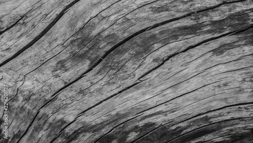 Black and white close-up of weathered tree bark texture with rough organic wood grain and natural forest patterns, ideal for rustic backgrounds, nature designs, wallpapers and creative projects.