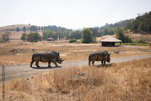 A herd of Rhinoceros walking 