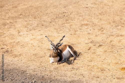 gazelle laying in a field looking at the camera