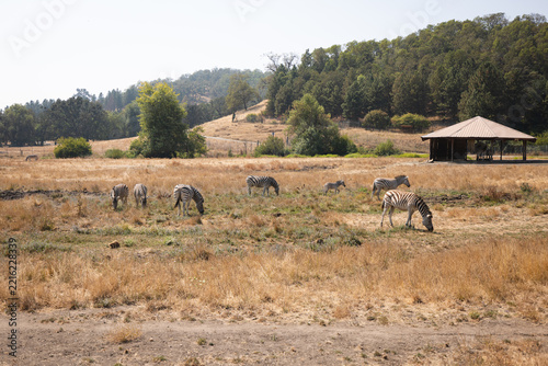 Herd of Zebras eating in a field
