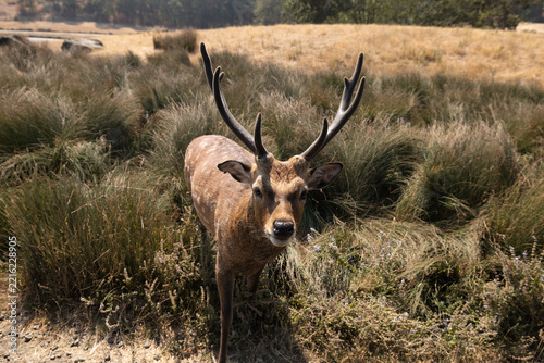 Buck deer close-up