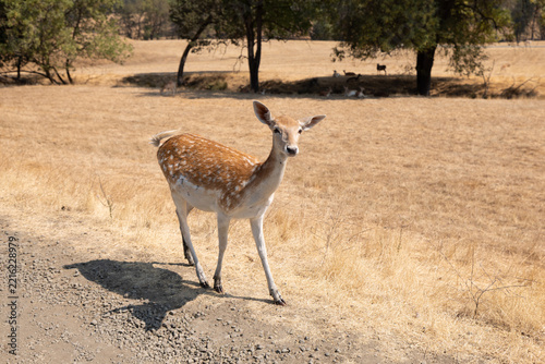 Close-up female deer or doe in a field