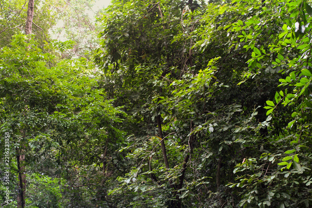 Fototapeta premium Bright green leaves and foliage of a tree bathed in sunlight. tree with green leaves and dense branches and leaves in forest