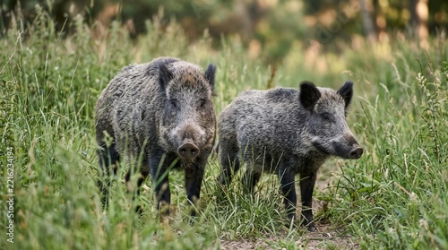 Two Wild Boar Piglets Standing in Tall Green Grass in Natural Wetland Habitat

