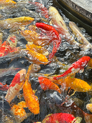 Colorful Koi or Japanese golden carps in water