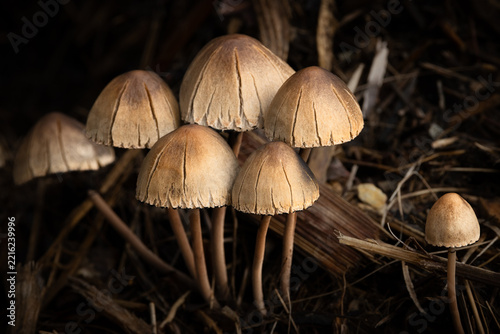 Brown mushrooms in a cluster on the forest floor in the early morning light, with the caps of these fruiting fungus bodies starting to crack as they age on the Gold Coast in Queensland, Australia.