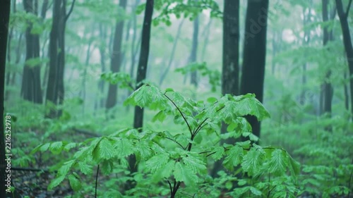 Relaxing Rain Falling in a Lush Green Forest with Mist and Wet Foliage