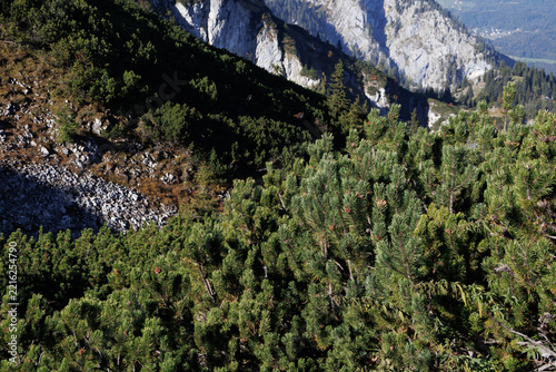 Mountain pine thicket on a slope with limestone scree (Pinus mugo)