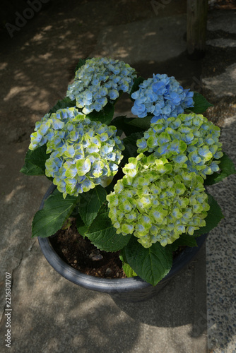 紫陽花の花
