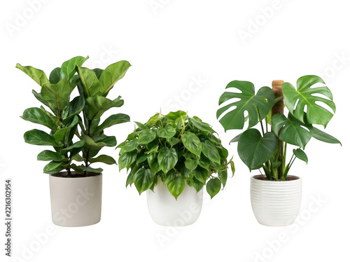 Three popular indoor houseplants in decorative pots isolated on transparent background