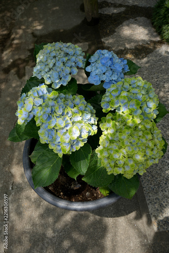 紫陽花の花