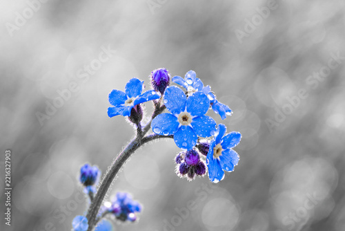 Spring forget-me-nots against a blurred black-and-white background
