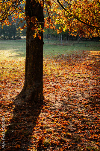 EARLY AUTUMN