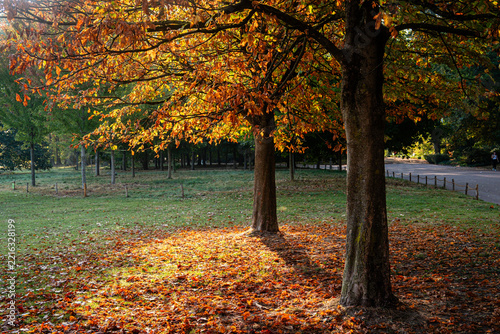 EARLY AUTUMN