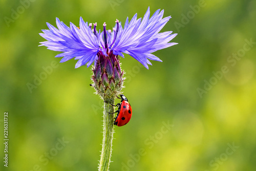 Cornflower with a ladybug against a blurred green background