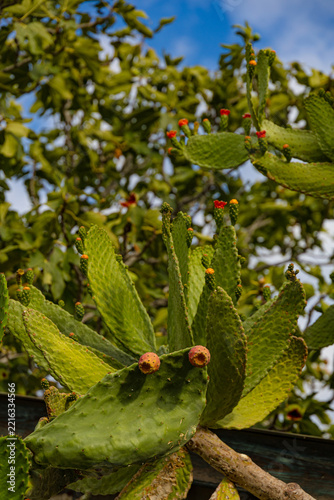 Ripening edible prickly pear fruits growing on an Opuntia cactus