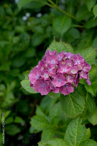 アジサイの花