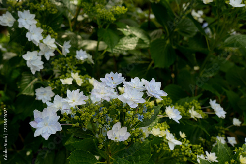 アジサイの花