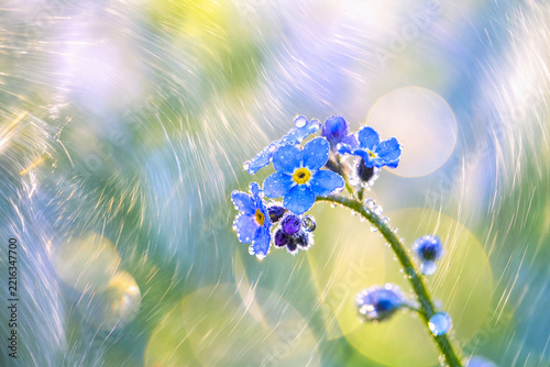 Artistic forget-me-nots with dew drops and light bokeh