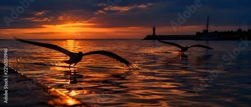 Seabirds skimming low over harbour water at dusk with wingtips touching the surface