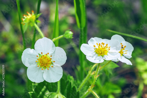 White strawberries flowers growing in spring vegetable garden closeup