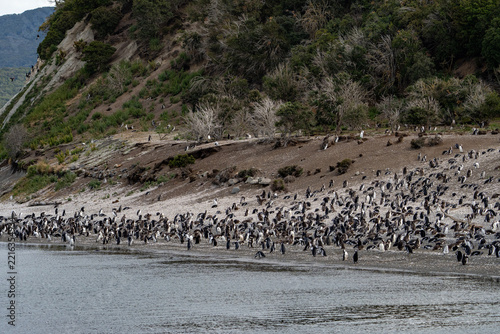 penguins on Martillo Island near Ushuaia, Argentina, big colony of Spheniscus magellanicus