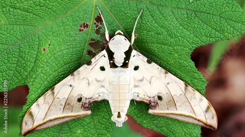 Moth insect on leaf in forest.