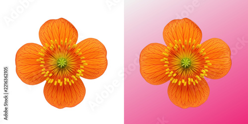 Obraz na plátně Bright orange flower blossom with yellow stamens and petals