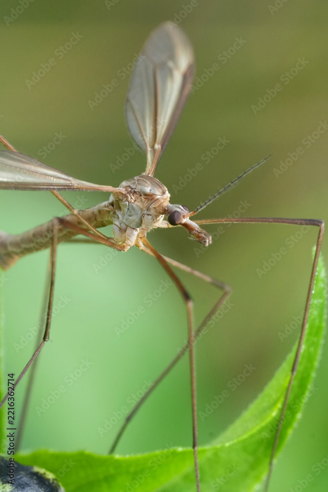 Fototapeta premium Macro shot of European crane fly, Tipula paludosa fly insect, scientifically known as Tipulidae, perched on a green leaf outdoors