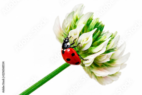 Ladybug on white clover in a macro shot against a bright background