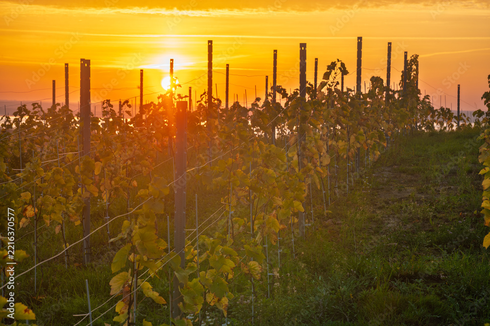 Fototapeta premium A small vineyard in the hills of Szczecin, Poland, with the sun rising