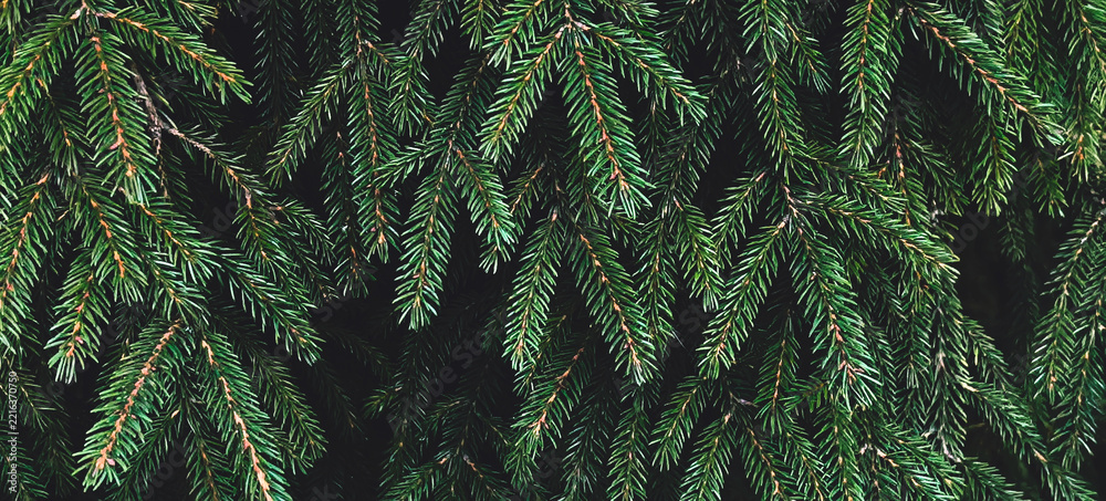 Fototapeta premium Real dark green spruce branches in a dense needle texture against deep shadows. Lives in a cinematic christmas banner background, a cinematic environment and holiday xmas header design.