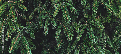 Real dark green spruce branches in a dense needle texture against deep shadows. Lives in a cinematic christmas banner background, a cinematic environment and holiday xmas header design.