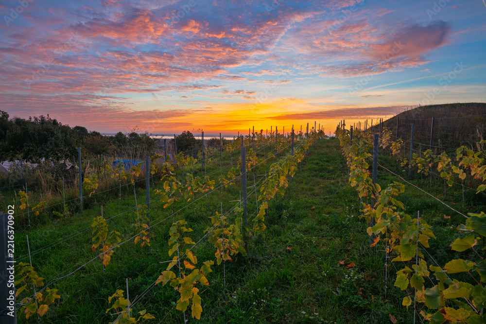 Fototapeta premium A small vineyard in the hills of Szczecin, Poland, with the sun rising