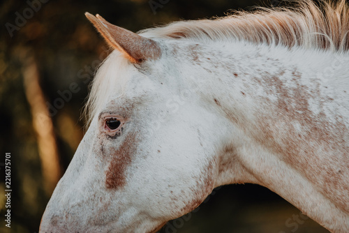A beautiful spotted white horse in profile