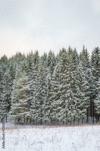 Winter coniferous forest covered with snow, featuring dense Norway spruce trees (Picea abies) and a quiet snow-covered meadow in the foreground.