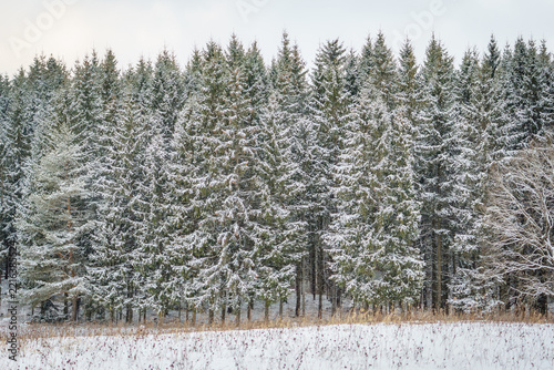 Snow-covered Norway spruce forest in winter, with dense evergreen trees and a meadow blanketed in fresh snow beneath a soft overcast sky.