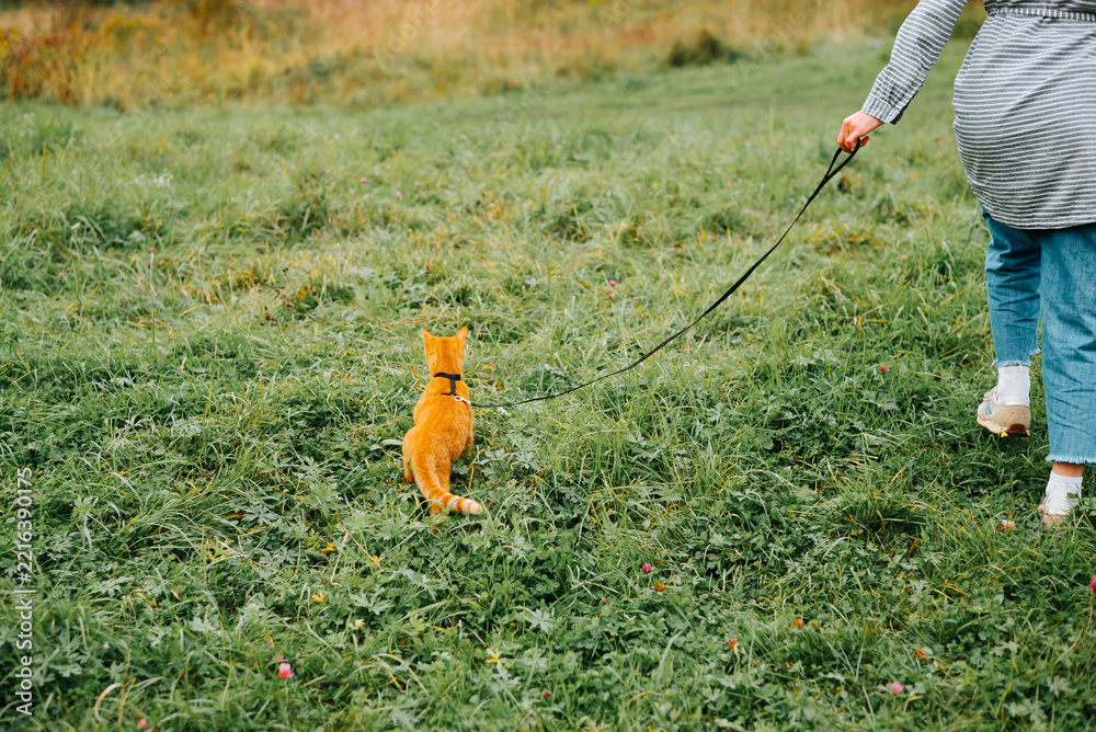 Fototapeta premium A person walks a cat on a leash through a grassy field. The setting includes green grass and some wildflowers under a clear sky