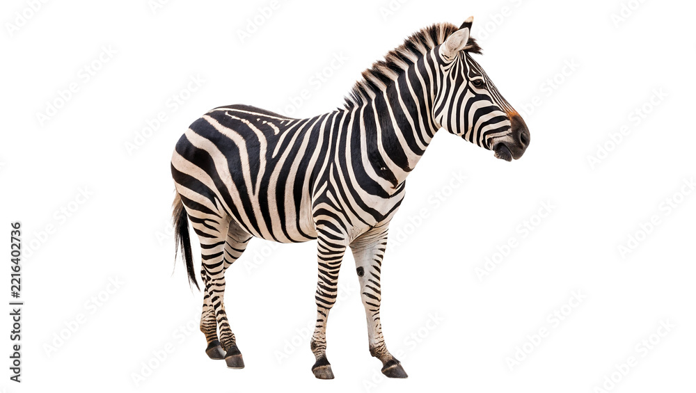 Fototapeta premium Wild zebra standing striped animal african savanna wildlife safari isolated on transparent background