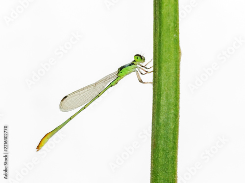 Young Green Dragonfly ro Damselfly Clings to a Tree Branch Against White Wall Background with a Negative Space Available