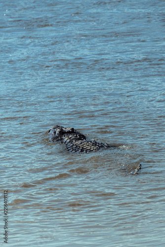 Crocodile swimming in the river