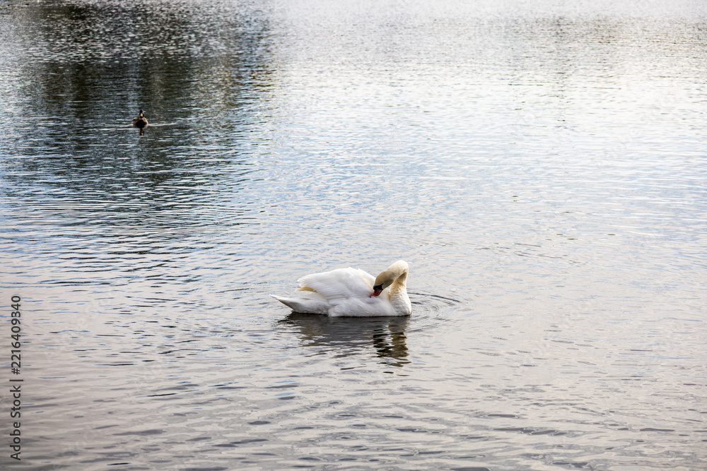 Fototapeta premium White mute swan preening feathers on a wide calm lake