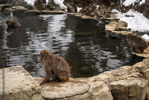 Canvas Print Japanese macaques, snow monkeys, relaxing in a natural hot spring surrounded by