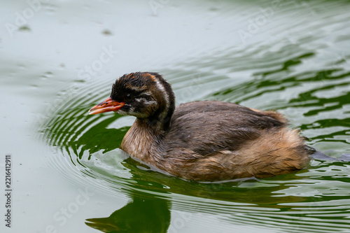 水面に浮かぶカイツブリ