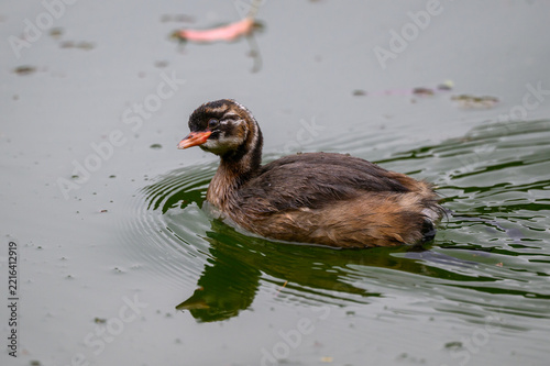 水面に浮かぶカイツブリ