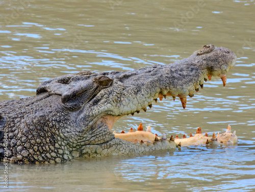 Wild Estuarine Crocodile (Crocodylus porosus) in Australia